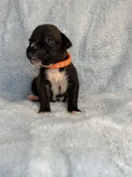 Akc puppy 4, a male Boxer for sale in Rochelle, GA – 4 of 4