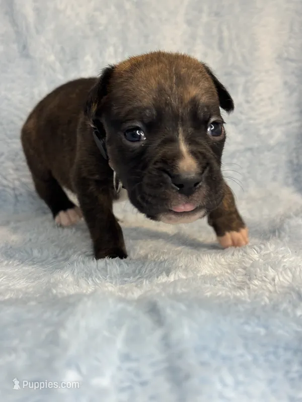 Akc puppy 7 – Boxer puppy for sale in Rochelle, GA