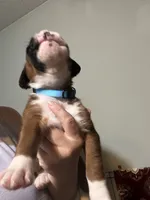 Akc boy 1, a male Boxer for sale in Rochelle, GA – 2 of 5