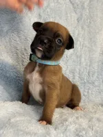 Akc puppy 8, a male Boxer for sale in Rochelle, GA – 2 of 4