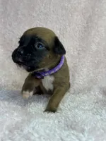 Akc puppy 3, a female Boxer for sale in Rochelle, GA – 4 of 4