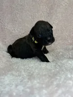 Akc puppy 1, a female Boxer for sale in Rochelle, GA – 4 of 5