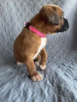 Boxer pup 2, a female Boxer for sale in Rochelle, GA – 4 of 4