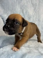 Akc puppy 9 , a male Boxer for sale in Rochelle, GA – 4 of 4