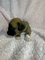 Akc puppy 5, a female Boxer for sale in Rochelle, GA – 2 of 5