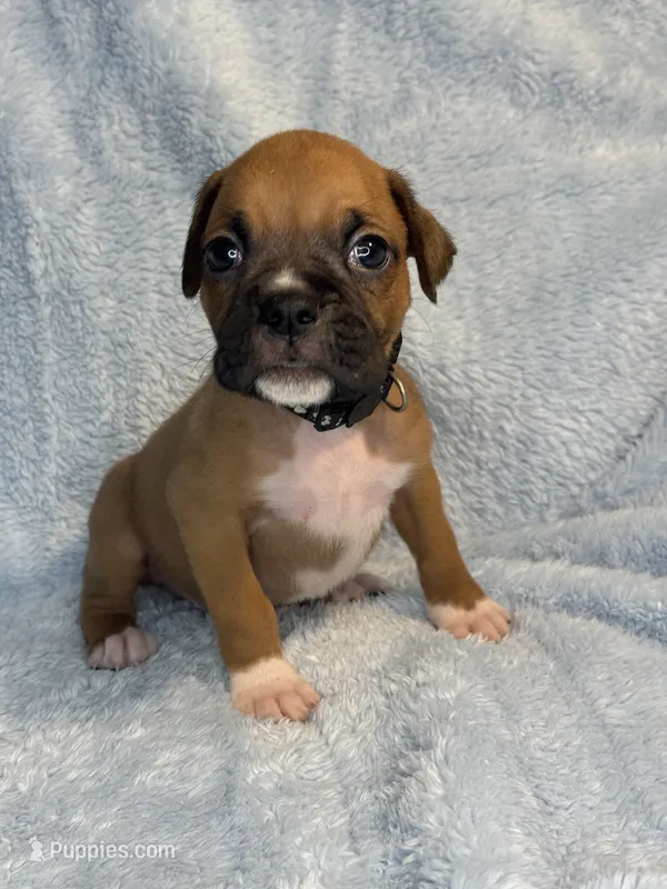 Akc puppy 10 – Boxer puppy for sale in Rochelle, GA