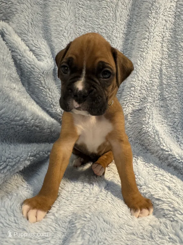 Akc boy 2 – Boxer puppy for sale in Rochelle, GA