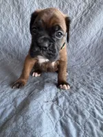 Boxer pup 4, a female Boxer for sale in Rochelle, GA – 3 of 4