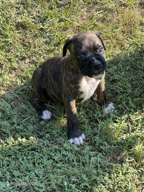 Akc puppy 5 – Boxer puppy for sale in Rochelle, GA