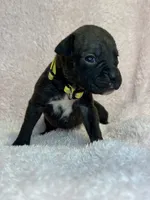 Akc puppy 1, a female Boxer for sale in Rochelle, GA – 3 of 5