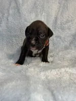 Akc puppy 4, a male Boxer for sale in Rochelle, GA – 2 of 4