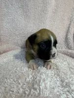Akc puppy 6, a female Boxer for sale in Rochelle, GA – 4 of 5