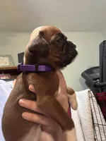 Akc girl 2, a female Boxer for sale in Rochelle, GA – 2 of 4
