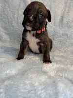 Akc puppy 5, a male Boxer for sale in Rochelle, GA – 2 of 4