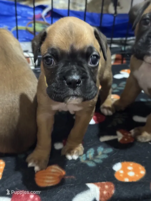 Akc puppy 4 – Boxer puppy for sale in Rochelle, GA