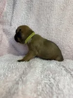 Akc puppy 4, a female Boxer for sale in Rochelle, GA – 4 of 4