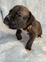 Akc puppy 5, a male Boxer for sale in Rochelle, GA – 4 of 4