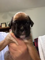 Akc girl 3, a female Boxer for sale in Rochelle, GA – 3 of 5