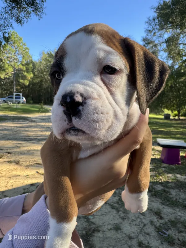 Akc puppy 3 – Boxer puppy for sale in Rochelle, GA