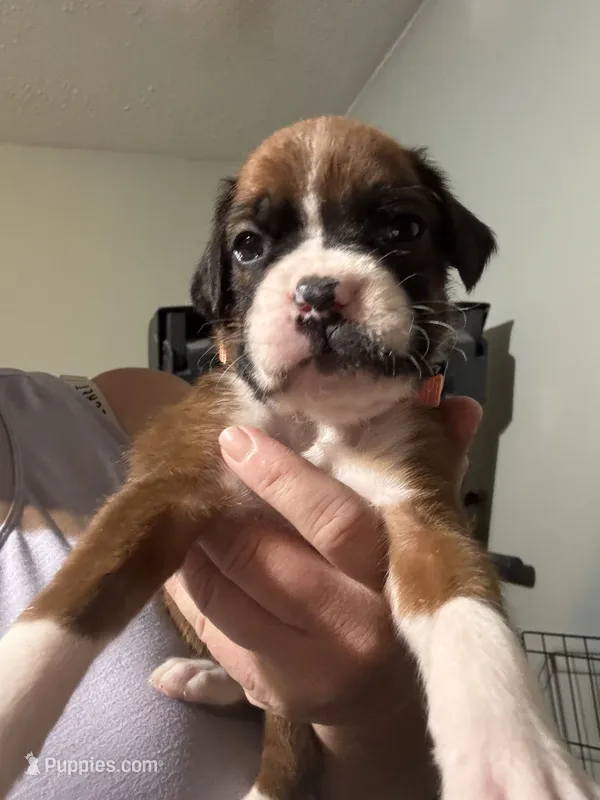 Akc boy 3 – Boxer puppy for sale in Rochelle, GA