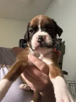 Akc boy 3, a male Boxer for sale in Rochelle, GA – 1 of 5