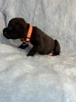 Akc puppy 4, a male Boxer for sale in Rochelle, GA – 3 of 4