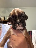 Akc girl 2, a female Boxer for sale in Rochelle, GA – 1 of 4