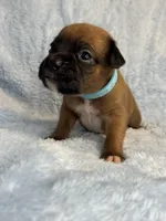 Akc puppy 8, a male Boxer for sale in Rochelle, GA – 4 of 4