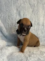 Akc puppy 10, a male Boxer for sale in Rochelle, GA – 4 of 4