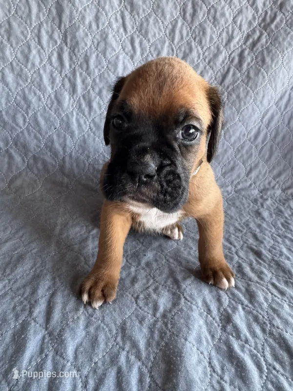Boxer pup 3 – Boxer puppy for sale in Rochelle, GA