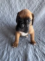 Boxer pup 3, a female Boxer for sale in Rochelle, GA – 1 of 4