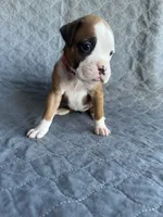 Akc puppy 3, a female Boxer for sale in Rochelle, GA – 2 of 4