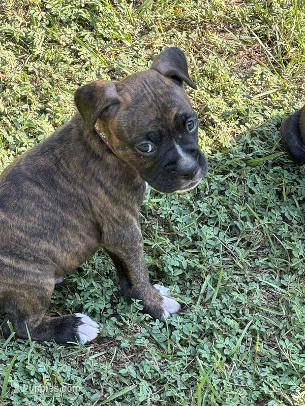 Akc puppy 7 – Boxer puppy for sale in Rochelle, GA