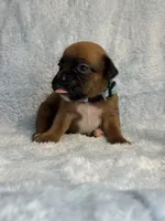 Akc puppy 8, a male Boxer for sale in Rochelle, GA – 3 of 4