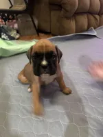 Akc puppy, a male Boxer for sale in Rochelle, GA – Photo 2 of 6