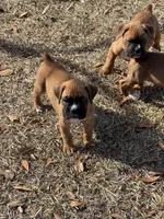 Akc puppy, a male Boxer for sale in Rochelle, GA – Photo 4 of 6