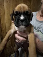 Akc puppy, a male Boxer for sale in Rochelle, GA – Photo 1 of 6