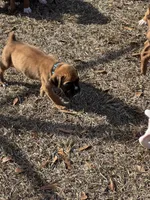 Akc puppy, a male Boxer for sale in Rochelle, GA – Photo 6 of 6