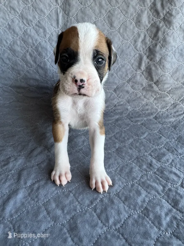 Akc puppy 1 – Boxer puppy for sale in Rochelle, GA