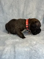 Akc puppy 5, a male Boxer for sale in Rochelle, GA – 3 of 4