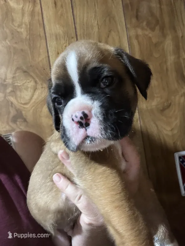 Akc puppy 1 – Boxer puppy for sale in Rochelle, GA