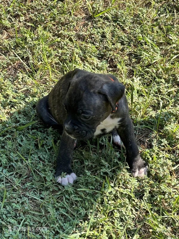 Akc puppy 4 – Boxer puppy for sale in Rochelle, GA