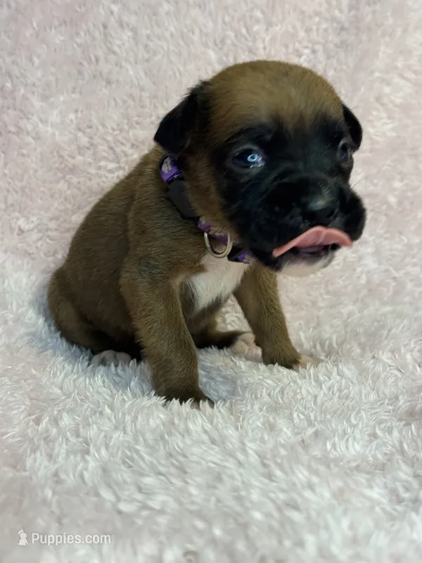 Akc puppy 3 – Boxer puppy for sale in Rochelle, GA