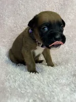 Akc puppy 3, a female Boxer for sale in Rochelle, GA – 1 of 4