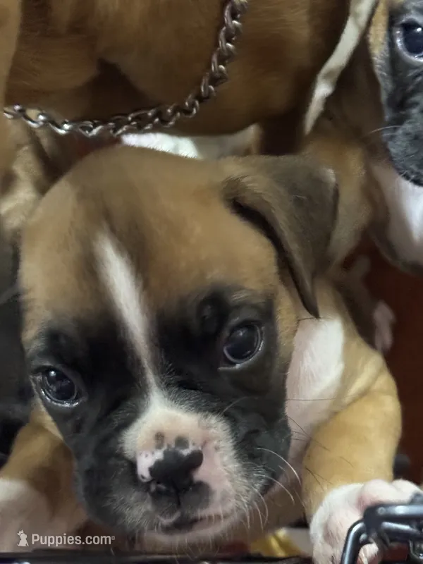 Akc puppy 6 – Boxer puppy for sale in Rochelle, GA
