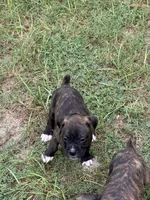 Akc puppy 4, a male Boxer for sale in Rochelle, GA – 6 of 9