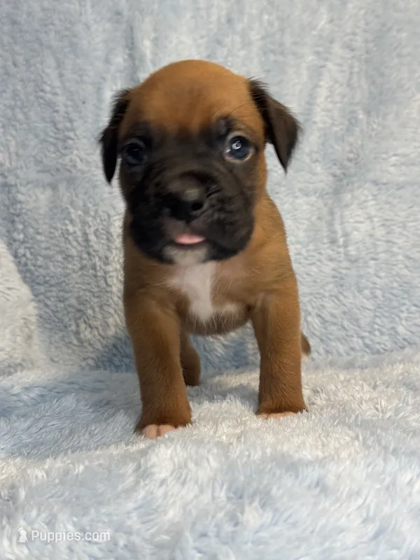 Akc puppy 9  – Boxer puppy for sale in Rochelle, GA