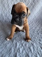 Boxer pup 1, a male Boxer for sale in Rochelle, GA – 2 of 4