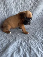 Boxer pup 3, a female Boxer for sale in Rochelle, GA – 3 of 4