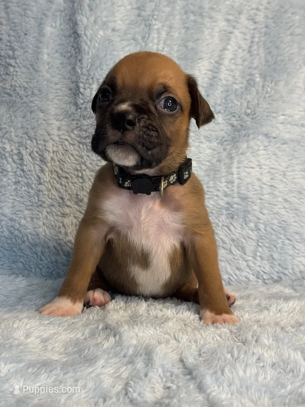 Akc puppy 10 – Boxer puppy for sale in Rochelle, GA